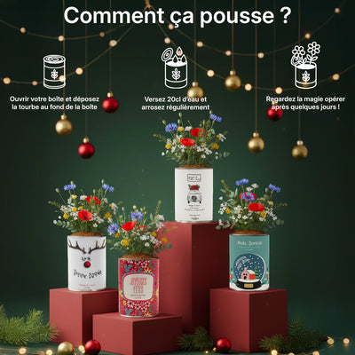 Pack de 4 kits à semer "Noël et bonne année"