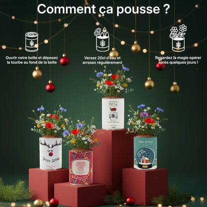 Pack de 4 kits à semer "Noël"