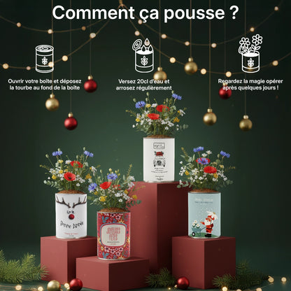 Pack de 4 kits à semer "Noël"